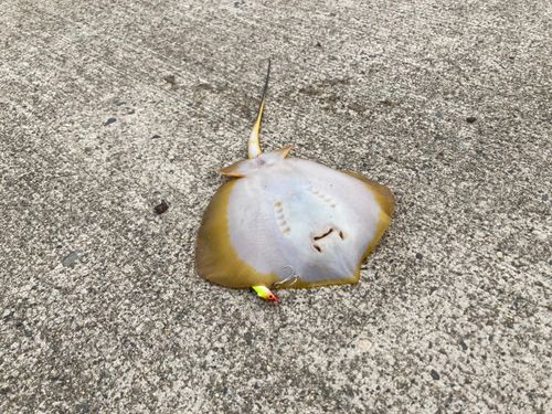 アカエイの釣果