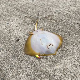 アカエイ