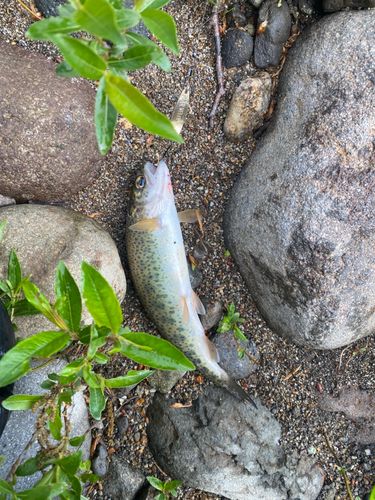 ニジマスの釣果