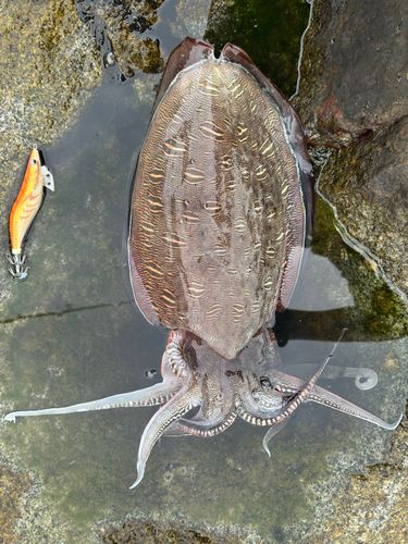 モンゴウイカの釣果