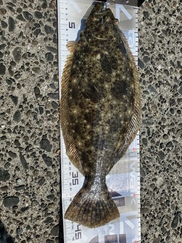 ヒラメの釣果