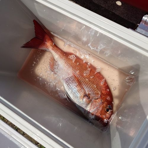 マダイの釣果