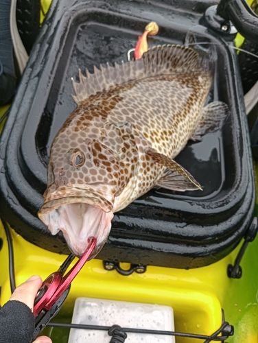 オオモンハタの釣果