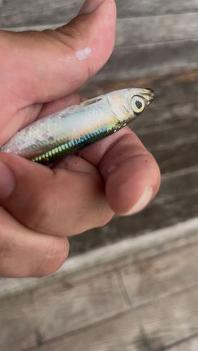 ウルメイワシの釣果