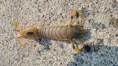 シャコの釣果