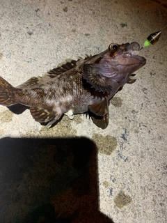 ハチガラの釣果