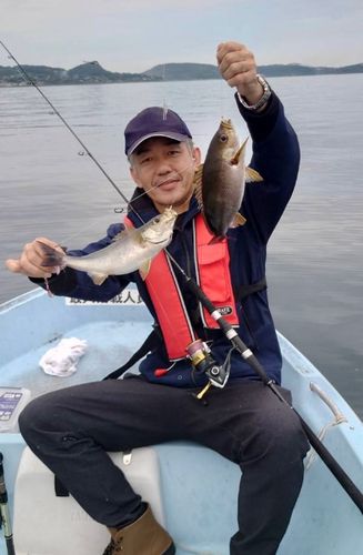 スズキの釣果