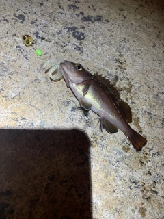 エゾメバルの釣果