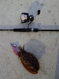 モンゴウイカの釣果