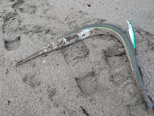ダツの釣果