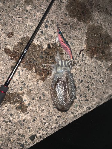 コウイカの釣果