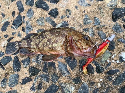 アラカブの釣果