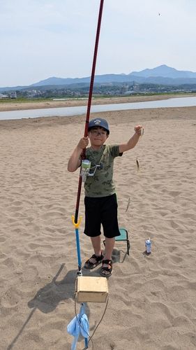 シロギスの釣果