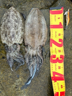 モンゴウイカの釣果