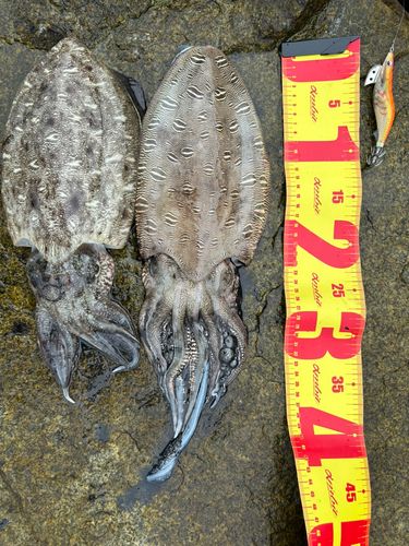 モンゴウイカの釣果