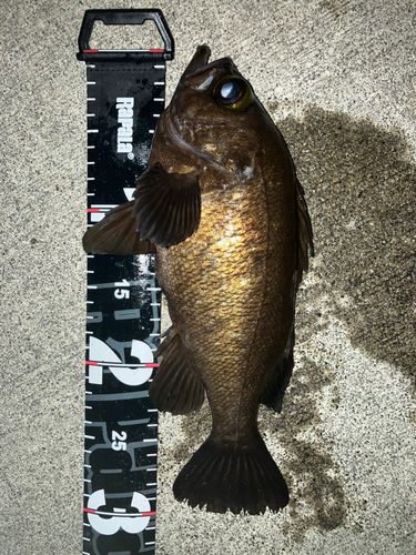 メバルの釣果