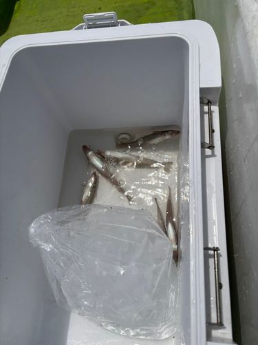 シロギスの釣果