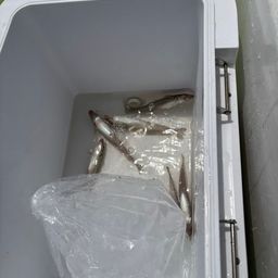 シロギス