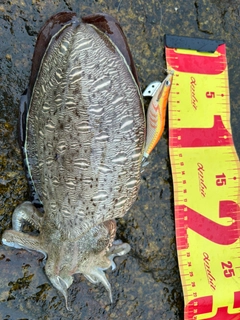 モンゴウイカの釣果