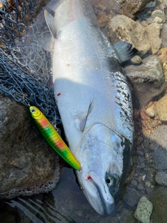 サクラマスの釣果