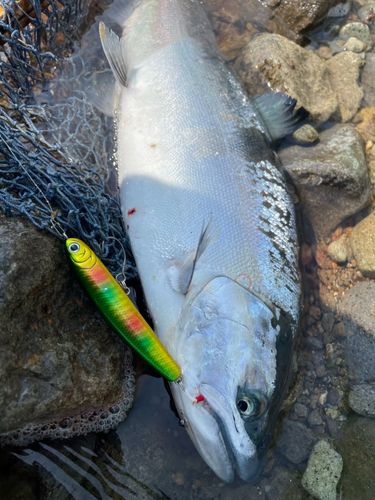 サクラマスの釣果