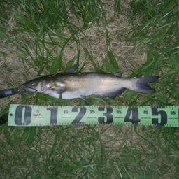 アメリカナマズ