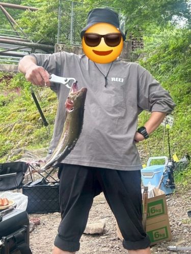 ホウライマスの釣果