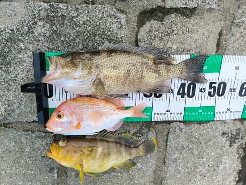 アオハタの釣果