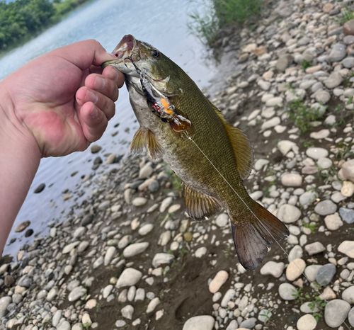 スモールマウスバスの釣果