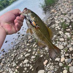 スモールマウスバス