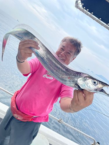 タチウオの釣果