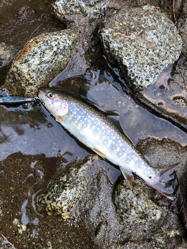 イワナの釣果