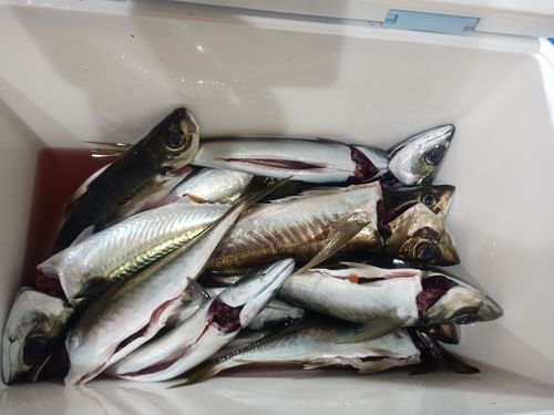 マアジの釣果