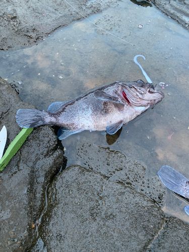 マゾイの釣果