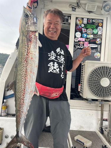 サワラの釣果
