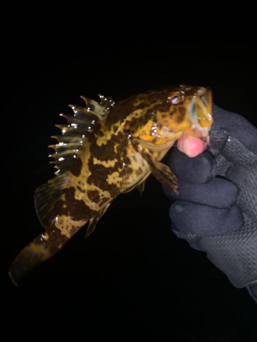 タケノコメバルの釣果