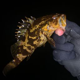 タケノコメバル