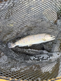 ヤマメの釣果