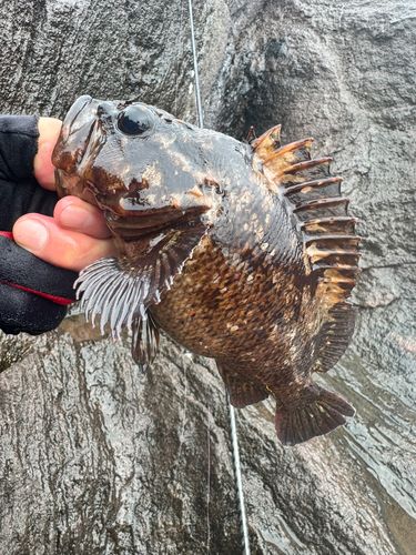ムラソイの釣果