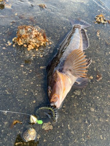 アブラコの釣果