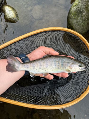 ヤマメの釣果
