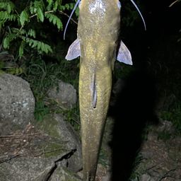 アメリカナマズ