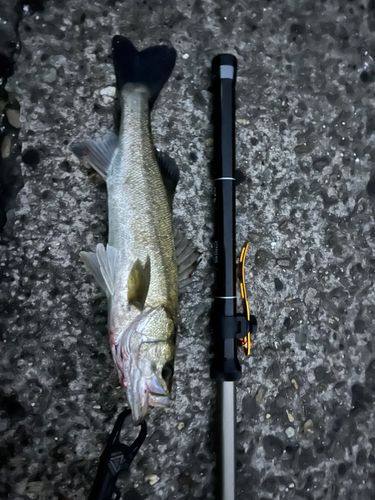 シーバスの釣果
