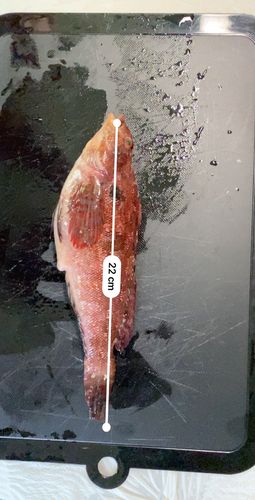 クジメの釣果