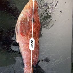 クジメ