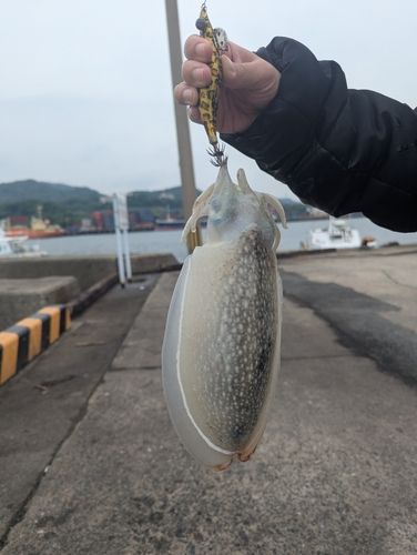 シリヤケイカの釣果