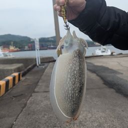 シリヤケイカ