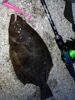 ヒラメの釣果