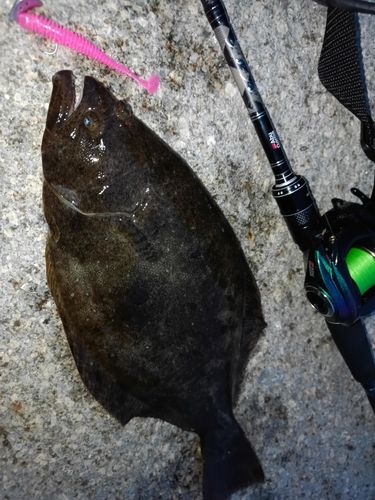 ヒラメの釣果