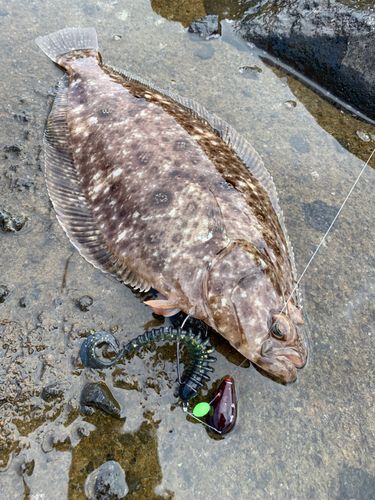 ミズクサガレイの釣果